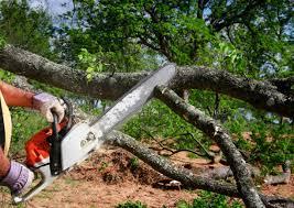 Best Leaf Removal  in Frent Hills, MO